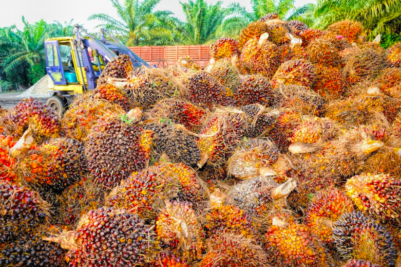 What Indonesia’s Palm Oil Ban Really Means For Climate And Energy